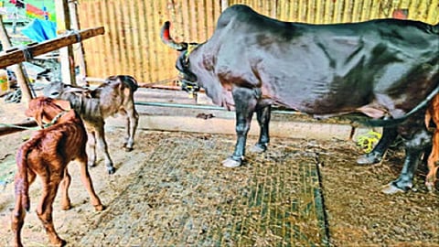 cow birth.jpg