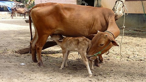 cow with calf.jpg