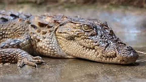 Crocodile