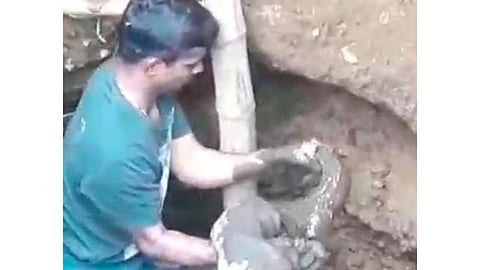 crocodile giving life top in Chiplun state kokan marathi news