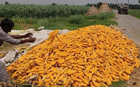 Farmers will get more profit from corn crop