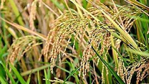 Shivajirao Shinde said that the state should implement the changes made by the central government in the interest of farmers
