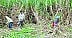 three man team of sugarcane labour