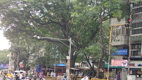 tress cut