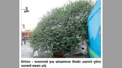 पुणे शहरात २३ धोकादायक झाडे