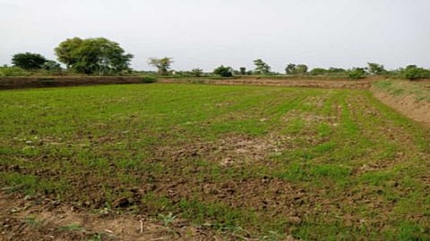 Gadchiroli Farmers wait for rains