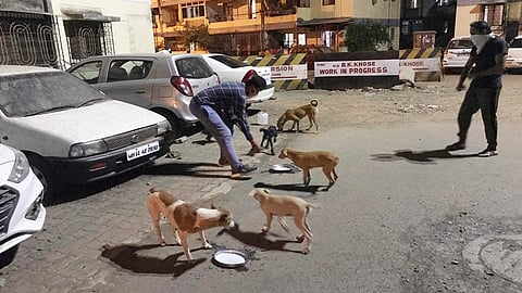 कौतुकास्पद : भटक्या कुत्र्यांसाठी 'ते' ठरतायेत अन्नदाते