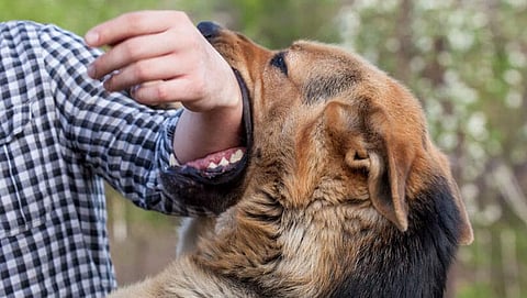 Dog bite