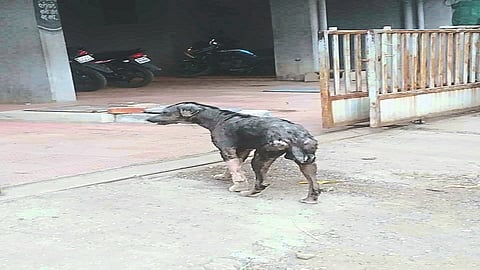 dog mhasrul 1.jpg