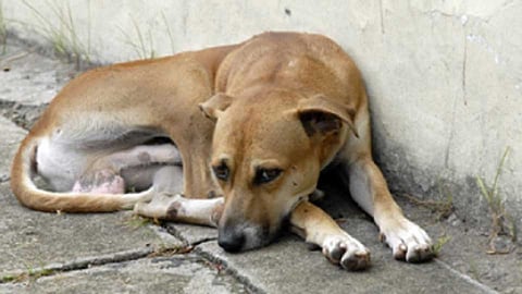 dog