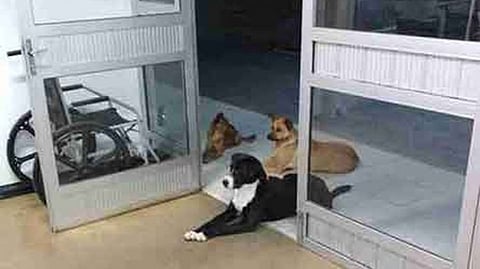The dog gave a vision of humanity