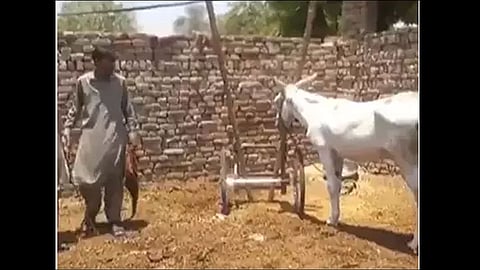 pakistan donkey arrested for gambling video viral