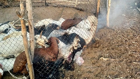 goat dead
