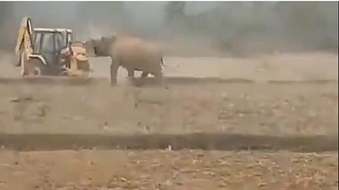 Viral Video : JCB पाहून हत्तीचा राग अनावर, त्यानंतर....