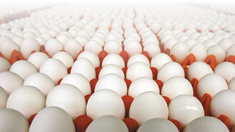 egg.jpg