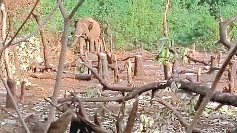 Sindhudurg district The farmer survived the Tusker attack