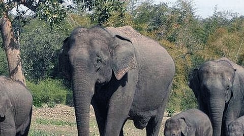 Elephant of Gadchiroli shift to Gujarat on occasion of Ganeshotsav Radha Krishna Temple Elephant Welfare Trust Gadchiroli