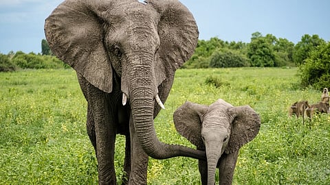 elephant