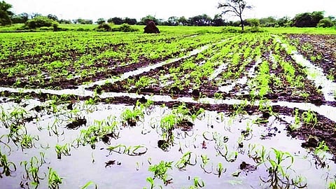 farm rain