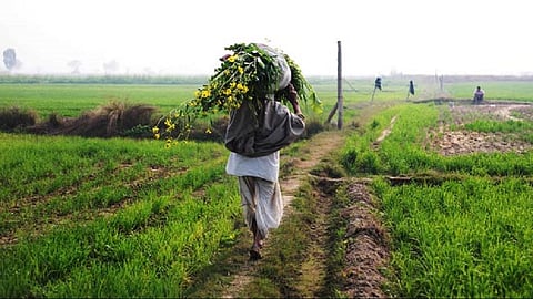 farmers-generic.jpg