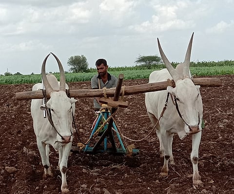 या जिल्ह्यात खरीप पिकाच्या पेरणीला प्रारंभ