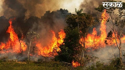 short circuit fire in cashew and mango damage rupees 10 lakh in sindhudurg