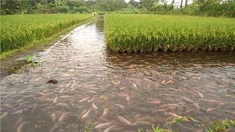 need to formulate a separate policy for the fisheries sector