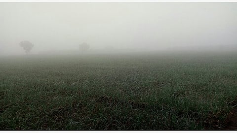 fog on onion crop.jpg