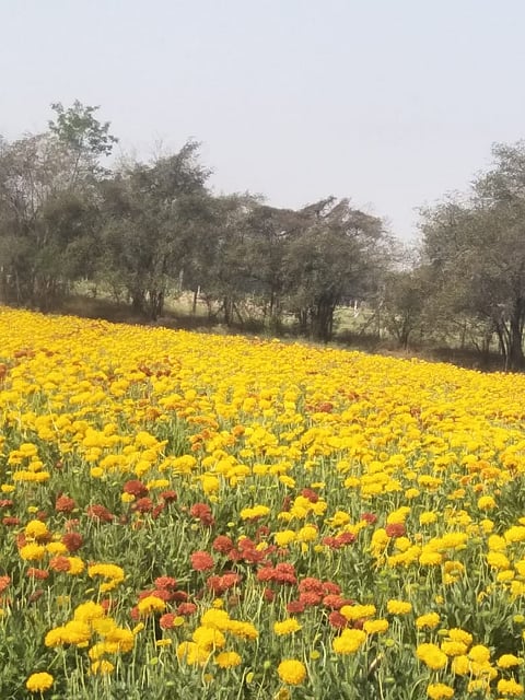 Flower market is down causes financial loss to farmers