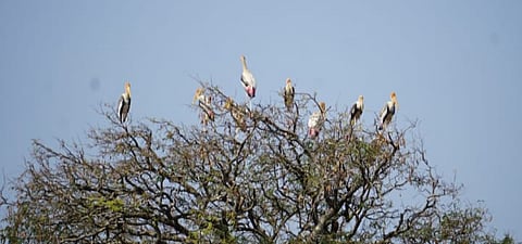 foreign bird.jpeg