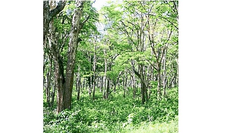 forest