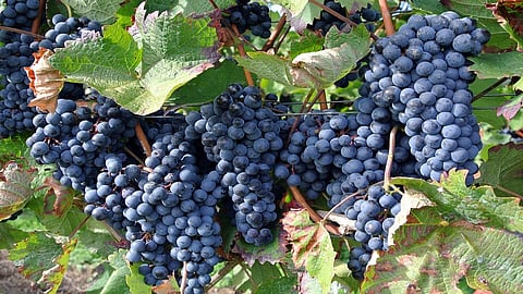 12 crore hit due to drop prices of grapes Bangladesh tax per kg gets less 20 rupees