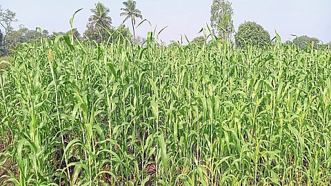 The Agricultural Area At Gadhinglaj Was Reduced By One Thousand Hectares Kolhapur Marathi Nrews