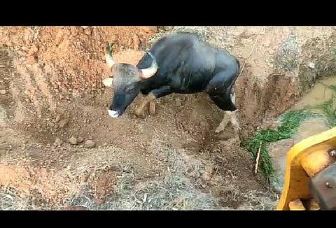 two gaur suddenly fell into the well