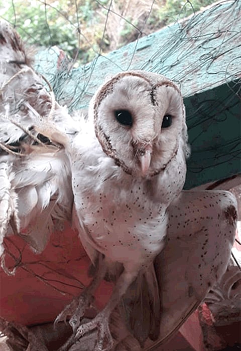 sev for Injured rescue in dapoli
