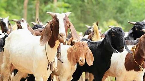 goats