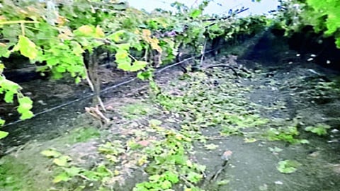 grapes farmer.jpg
