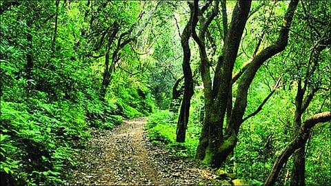 सह्याद्री व्याघ्र प्रकल्पातील पर्यटन विकास आराखडा तयार
