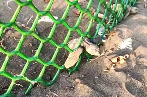 8 Tortoise dead dabhol see campaign of Ratnagiri district kokan marathi news