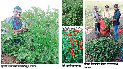 ‘एक्झॉटिक’ भाजीपाला शेतीतून वेगळी वाट...