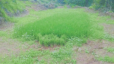 jawali