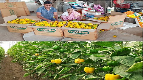 Ganeshwadi farmer Praveen Borgave success story shirol kolhapur