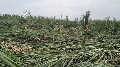 Rain damage to sugarcane in Kowad Kolhapur Marathi News