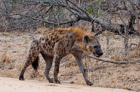 kruger