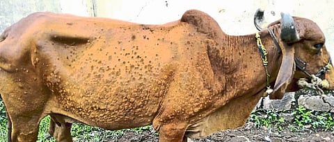 Entry Of Lampi Disease In Shirol Taluka Kolhapur Marathi News