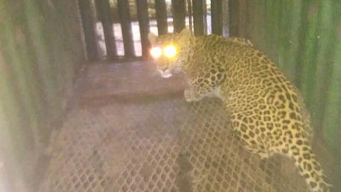 leopard