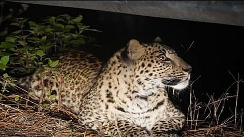 leopard1