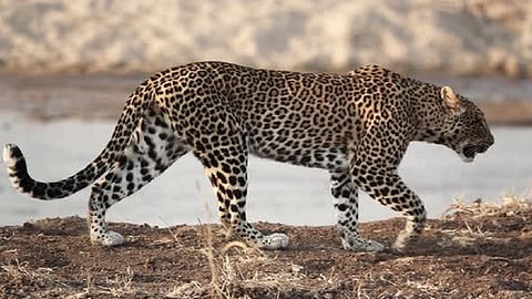 leopard river.jpg