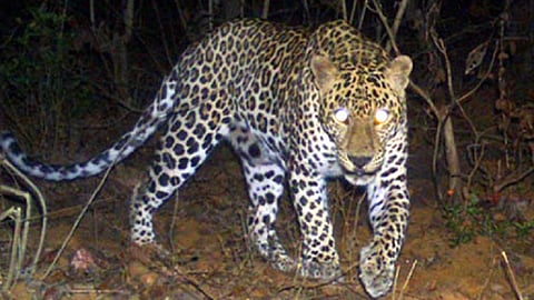 leopard.jpg