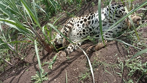 leopard
